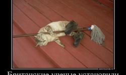 Британские ученые установили