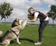 Собаки меняют поведение